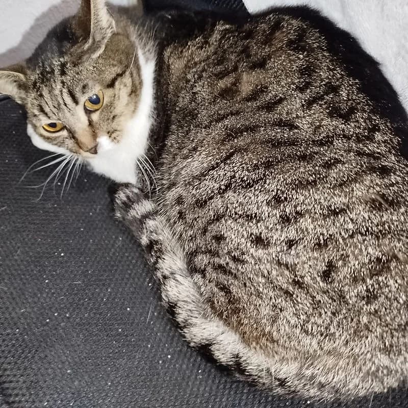 Xaninha, female 4yo Mixed Breed for adoption at Instinto – Associação Protetora de Animais da Covilhã