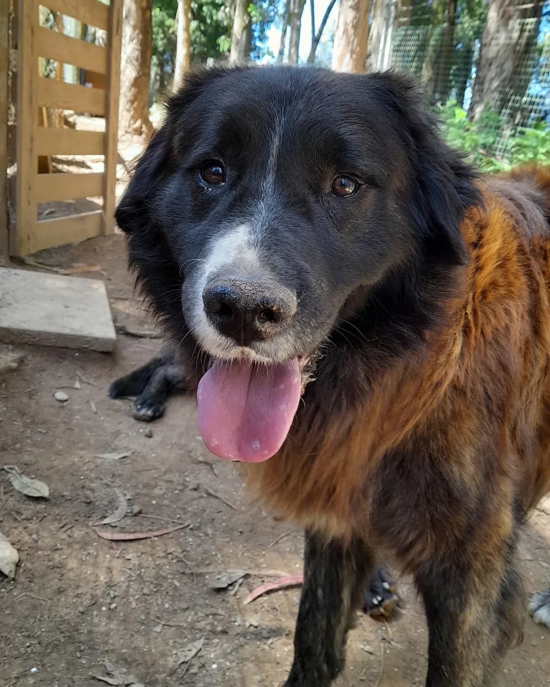 Pedro, male Mixed Breed for adoption at Mar Animais