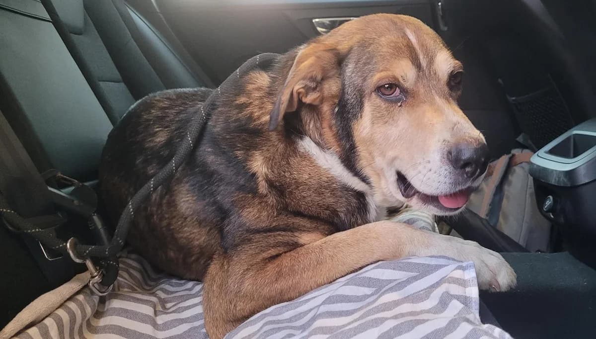Blue, male Mixed Breed for adoption at Mar Animais