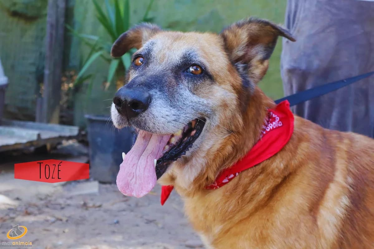 Tozé, male Mixed Breed for adoption at Mar Animais