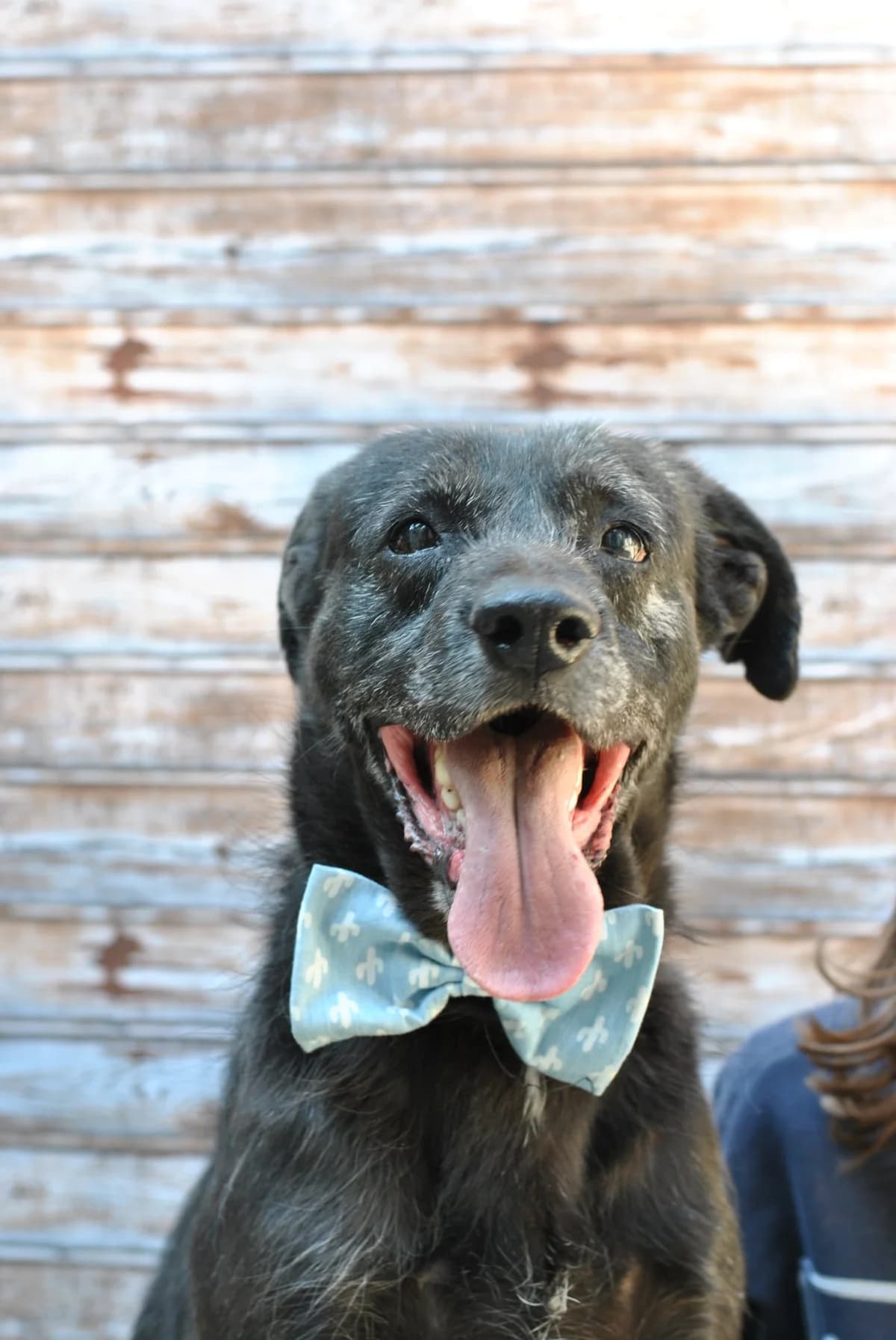 Pepito, male Mixed Breed for adoption at Mar Animais