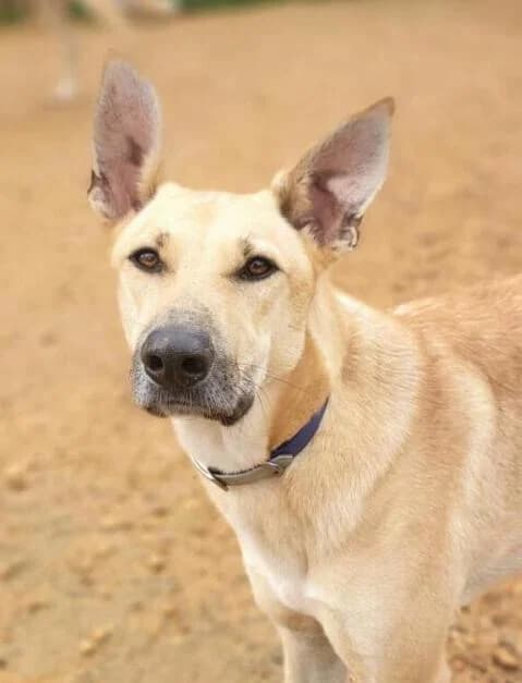 Cosmo, male young Mixed Breed for adoption at PLACE for STRAYS