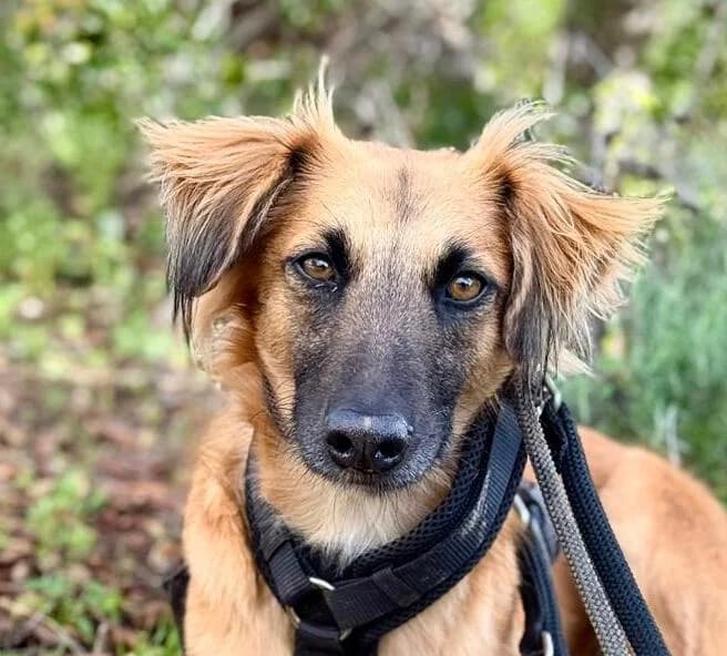 DeeDee, female young Mixed Breed for adoption at PLACE for STRAYS