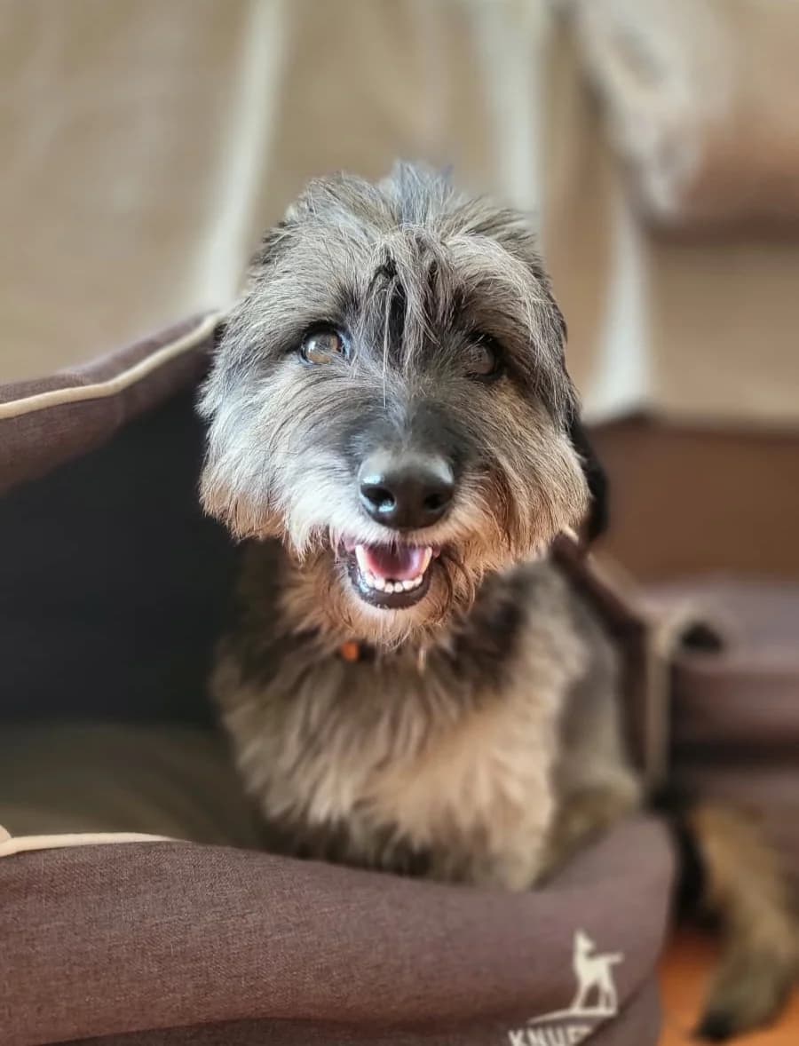 Diana, female 4yo Mixed Breed for adoption at PLACE for STRAYS