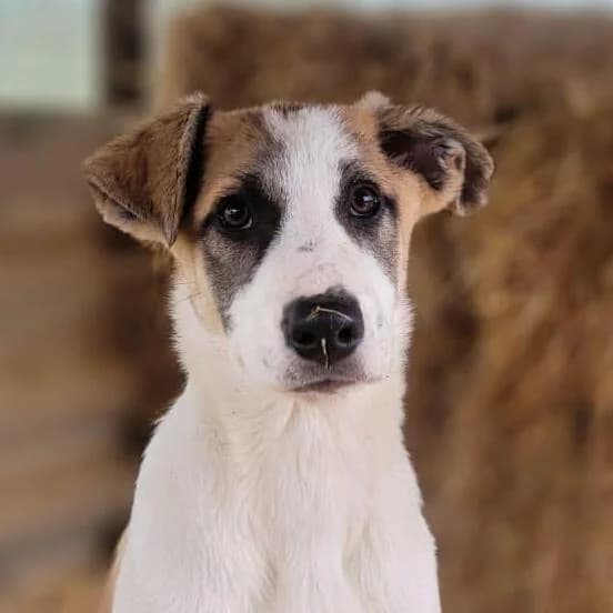 Ginny, female puppy Mixed Breed for adoption at PLACE for STRAYS