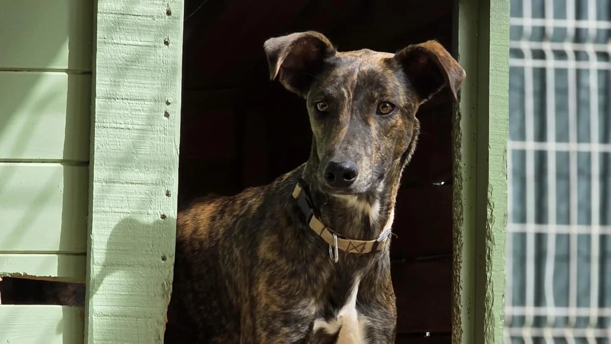 Goethe, male Mixed Breed for adoption at PLACE for STRAYS
