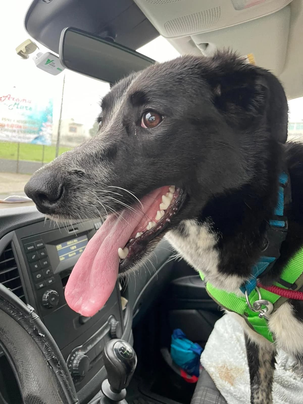 Bonnie, female Mixed Breed for adoption at PLACE for STRAYS