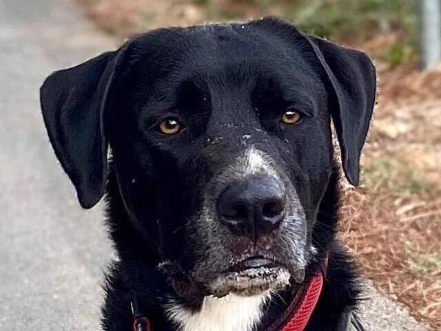 Oreo, male 5yo Mixed Breed for adoption at PLACE for STRAYS