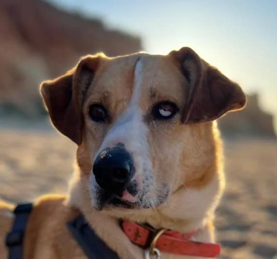 Priya, female 6yo Mixed Breed for adoption at PLACE for STRAYS