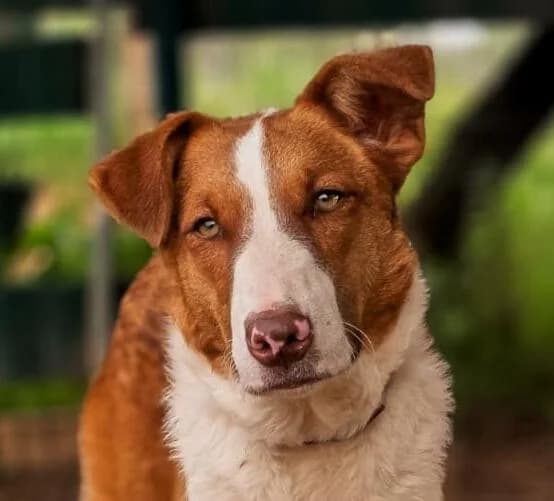 Rossana, female puppy Mixed Breed for adoption at PLACE for STRAYS