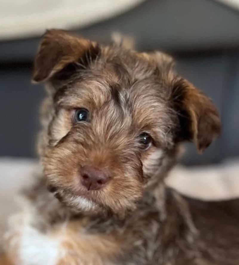 Silvester, male puppy Mixed Breed for adoption at PLACE for STRAYS