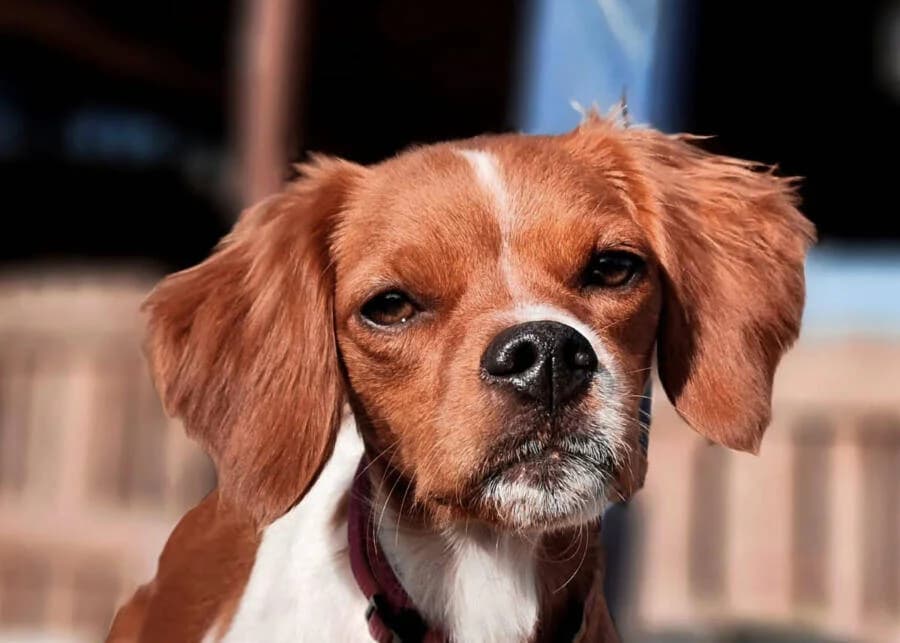 Toffee, female 4yo Mixed Breed for adoption at PLACE for STRAYS