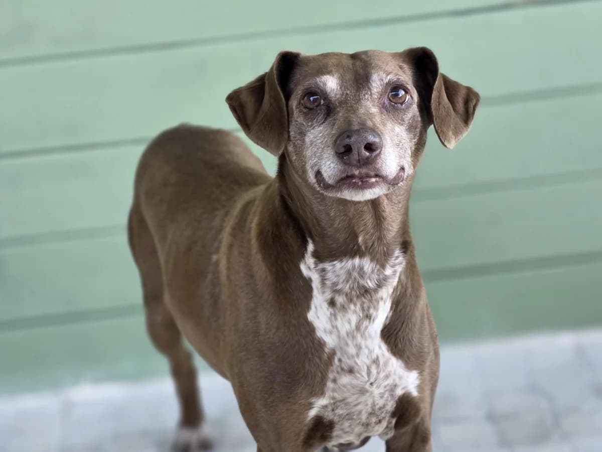 Uschi, female senior Mixed Breed for adoption at PLACE for STRAYS