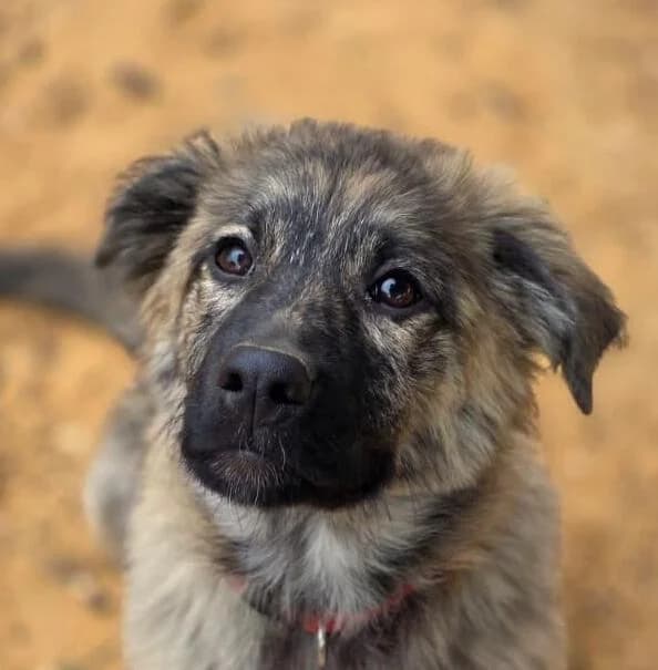 Willow, female puppy Mixed Breed for adoption at PLACE for STRAYS
