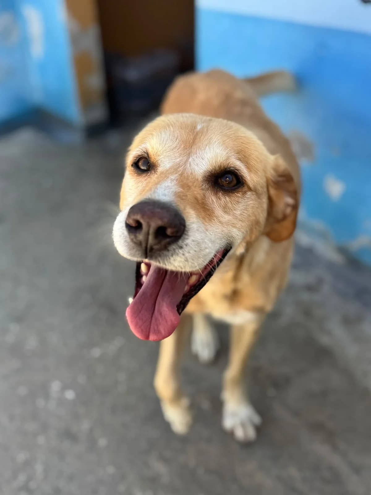 Adónis, male senior mixed breed for adoption at Associação Projecto JAVA, -909 Atalaia