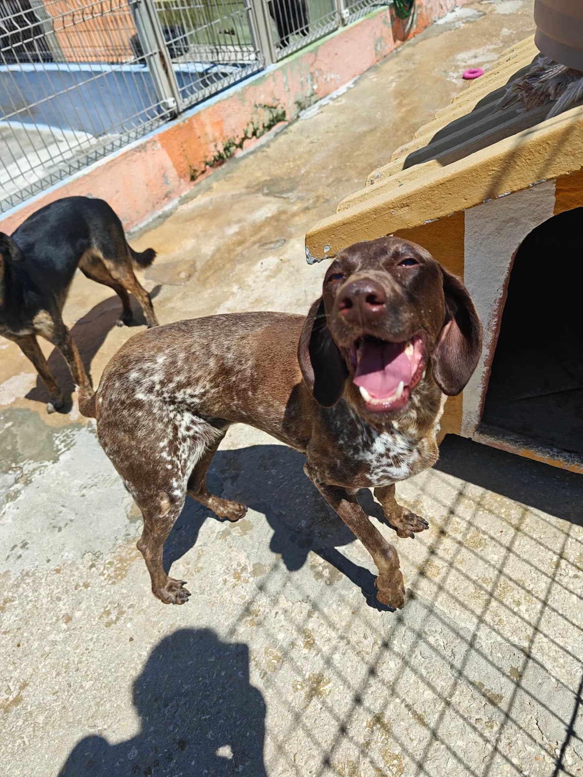 Becky, female 6yo mixed breed for adoption at Associação Projecto JAVA, -909 Atalaia