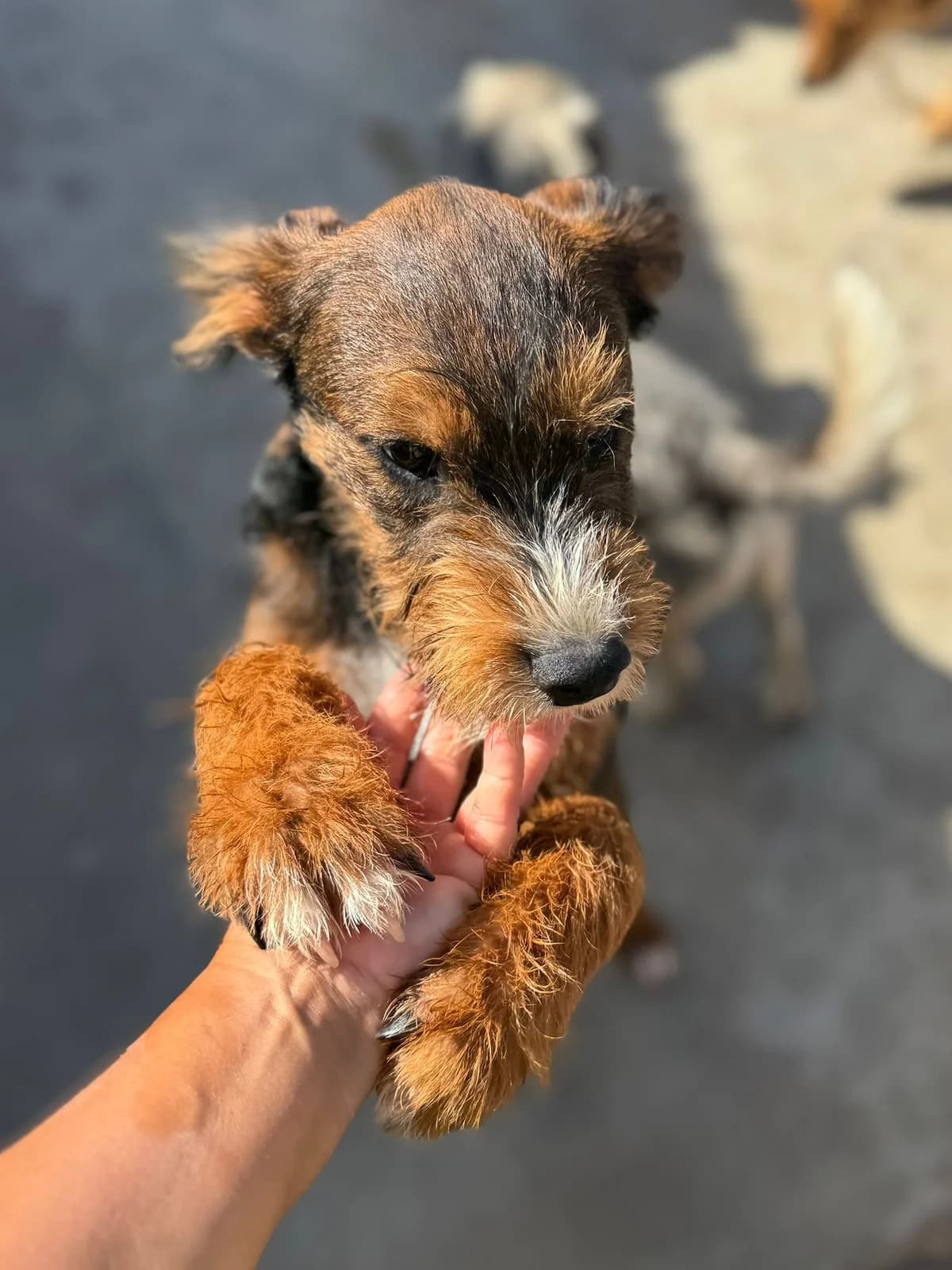 Brown, male puppy mixed breed for adoption at Associação Projecto JAVA, -909 Atalaia