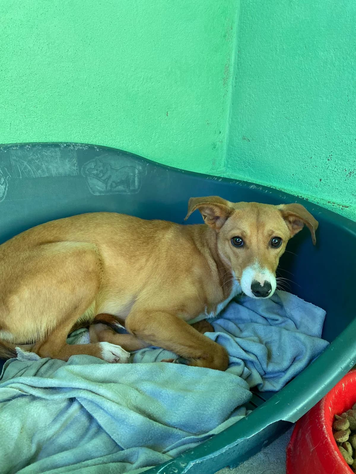 Chiquinha Bambini, female mixed breed for adoption at Associação Projecto JAVA