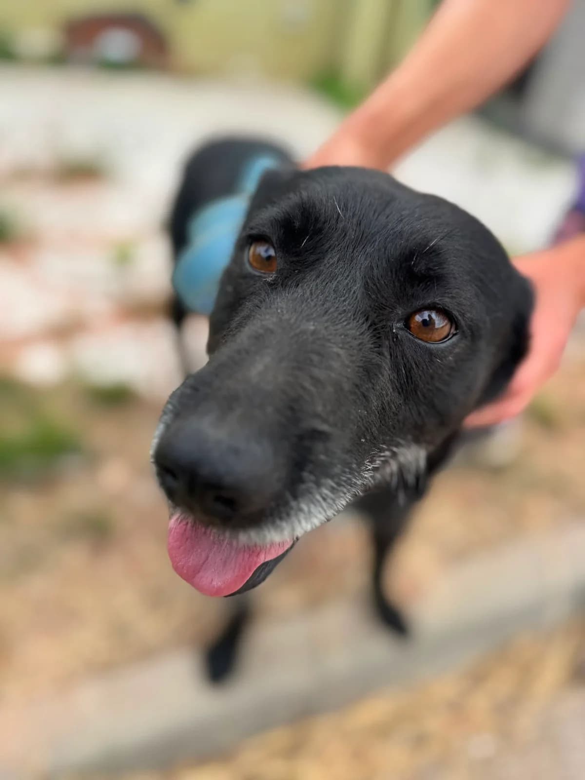 Eusébio, male 7yo mixed breed for adoption at Associação Projecto JAVA, -909 Atalaia