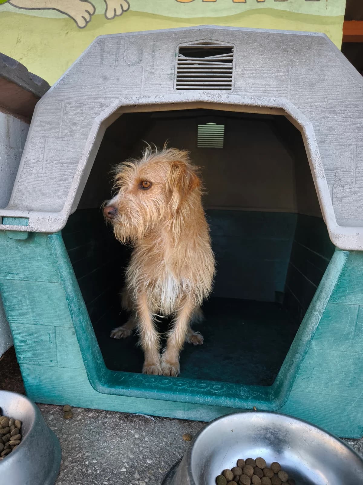 Gaspar, male 7yo mixed breed for adoption at Associação Projecto JAVA, -909 Atalaia