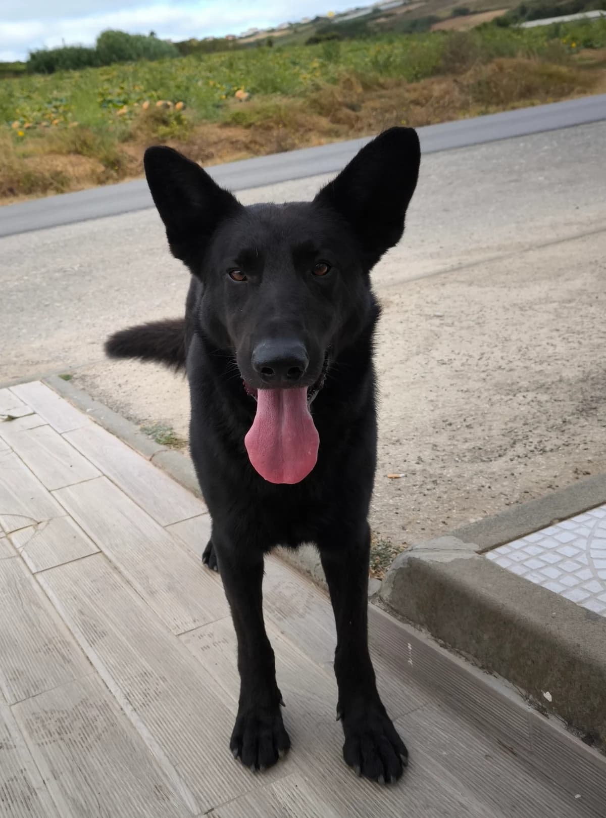 Hércules, male mixed breed for adoption at Associação Projecto JAVA, -909 Atalaia