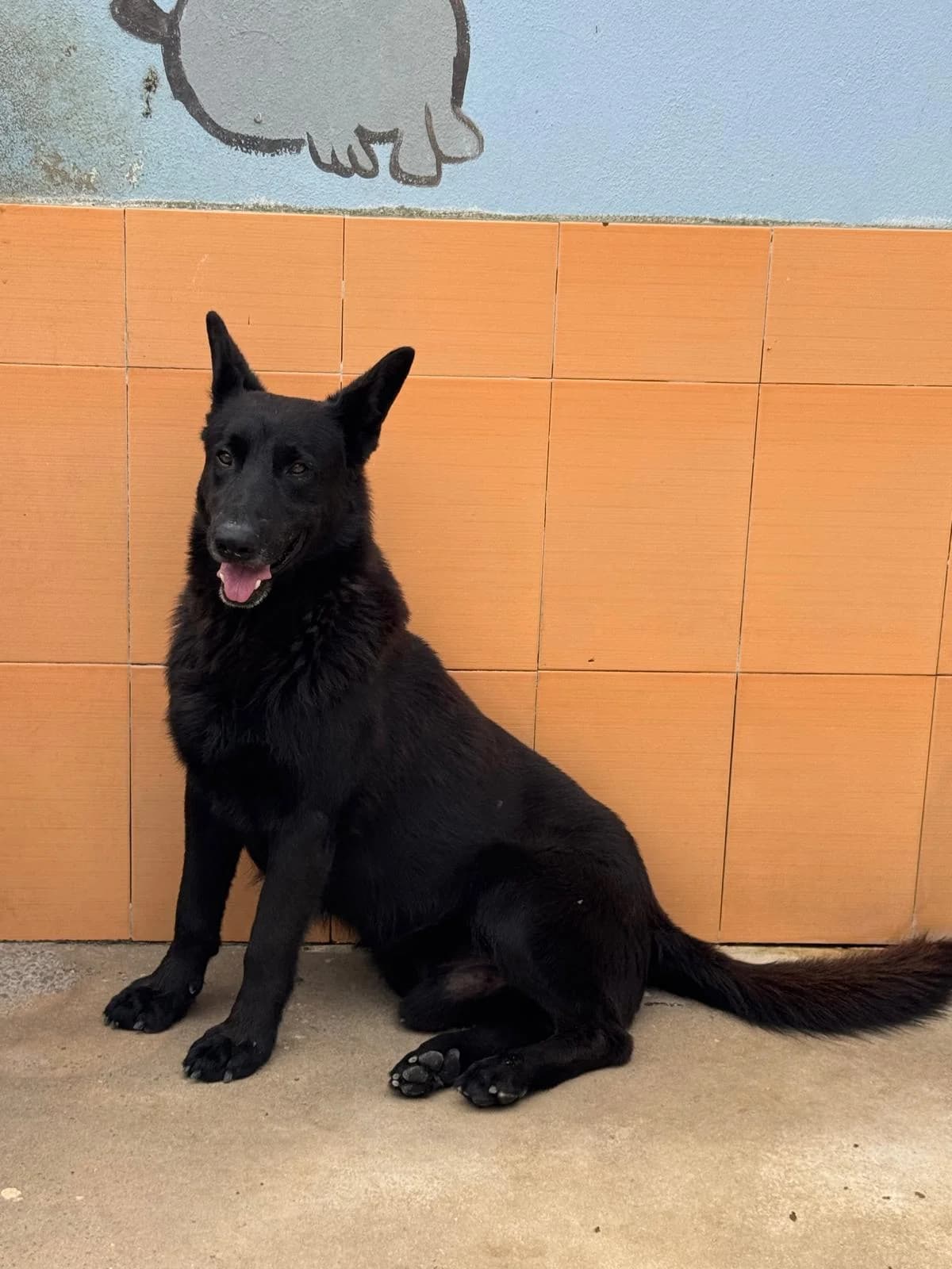 Hércules, male mixed breed for adoption at Associação Projecto JAVA, -909 Atalaia