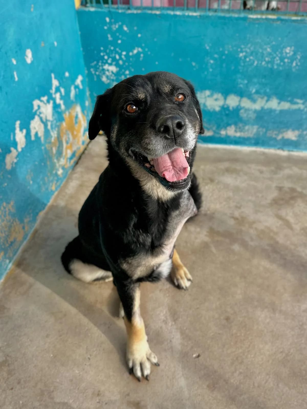 Ivy, female 7yo mixed breed for adoption at Associação Projecto JAVA, -909 Atalaia