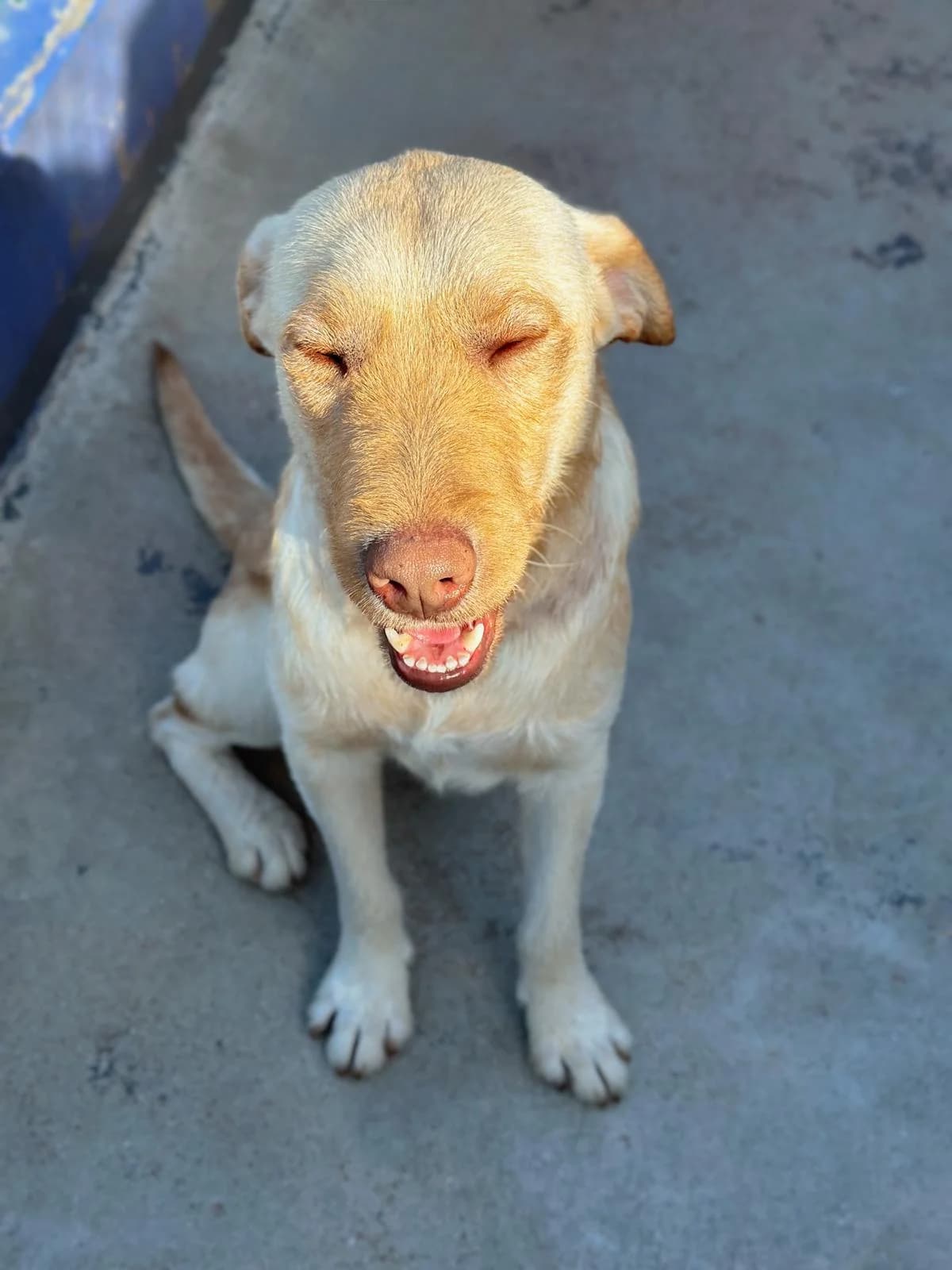 Jade, male 4yo mixed breed for adoption at Associação Projecto JAVA, -909 Atalaia