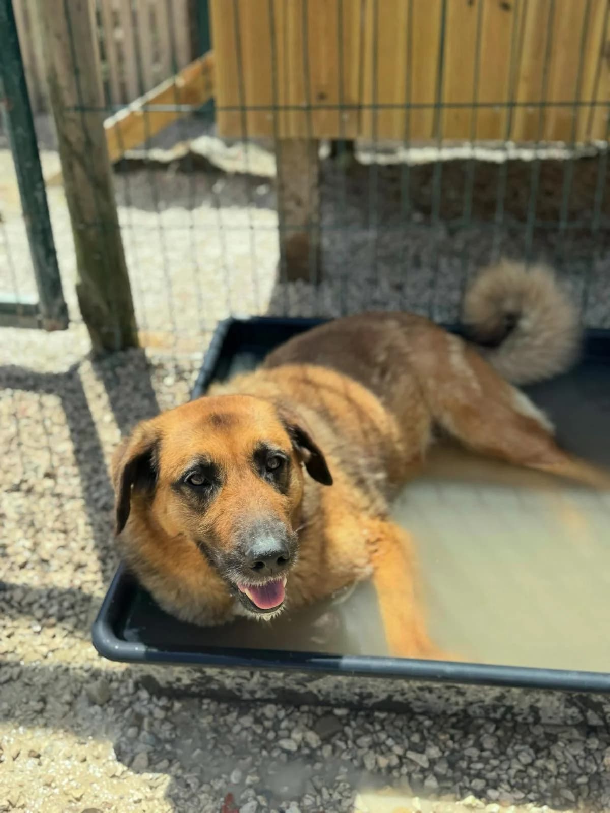 Java, female senior mixed breed for adoption at Associação Projecto JAVA, -909 Atalaia