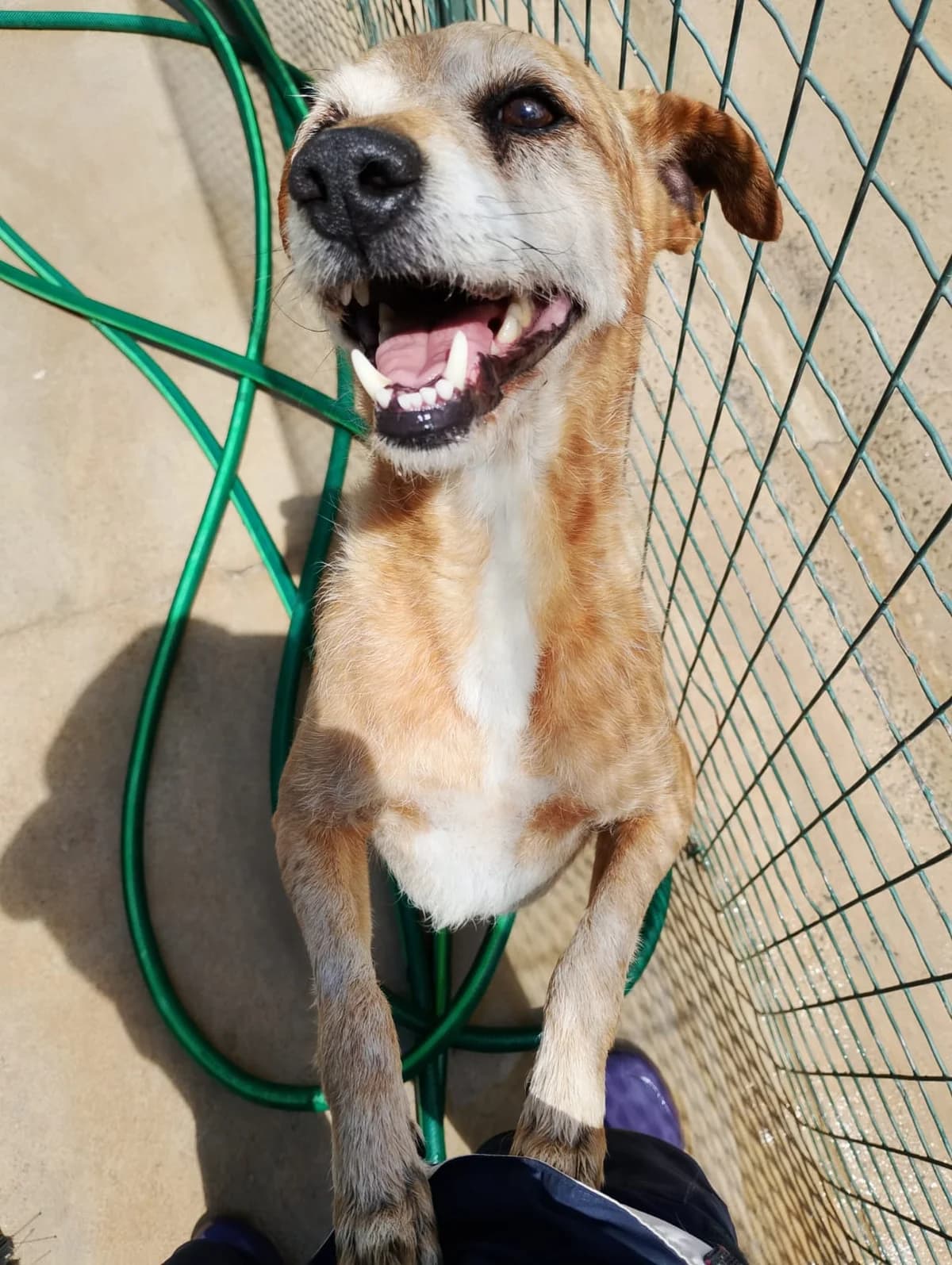 Mateus, male senior mixed breed for adoption at Associação Projecto JAVA, -909 Atalaia