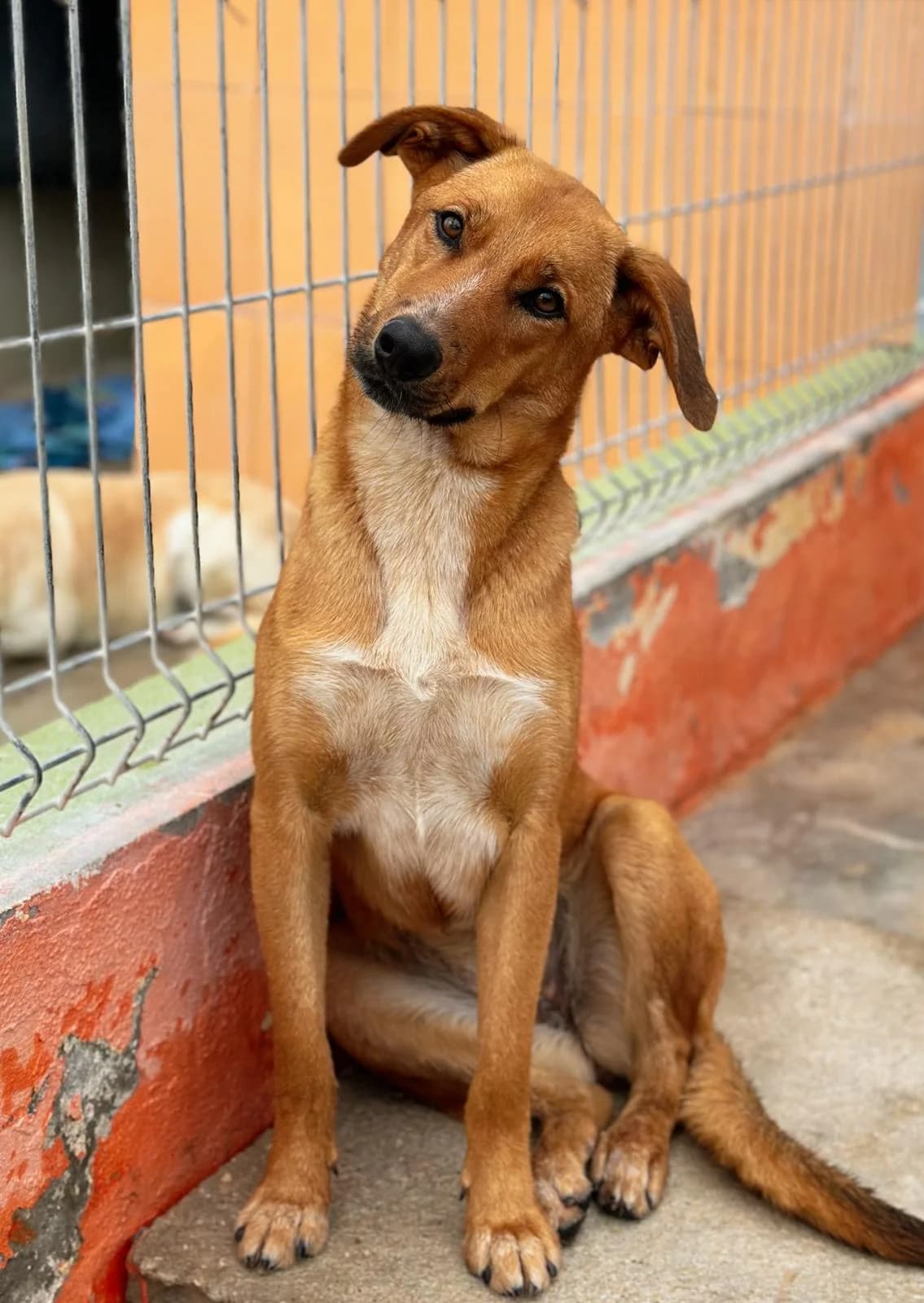 Mel, female young mixed breed for adoption at Associação Projecto JAVA, -909 Atalaia