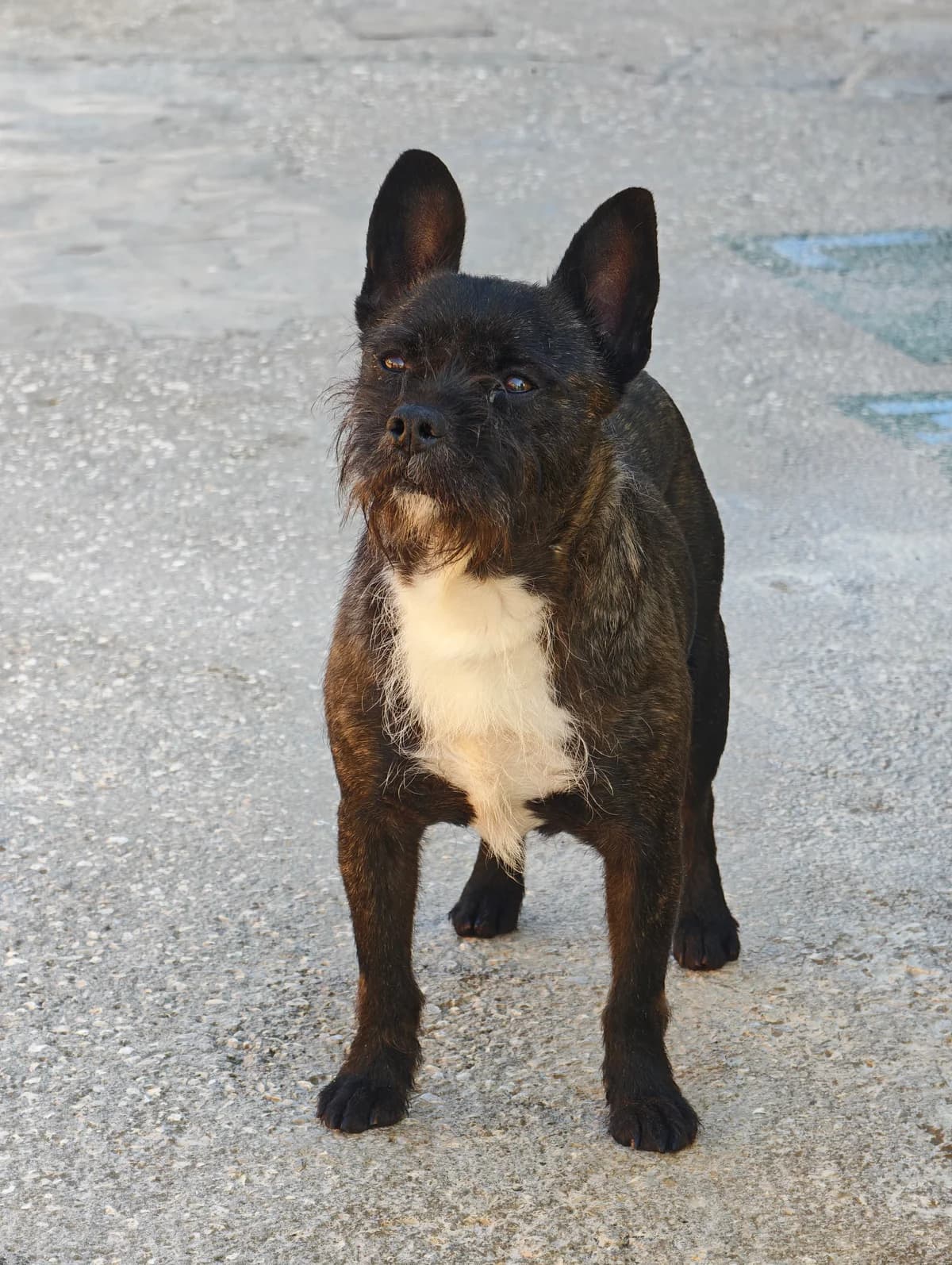 Mike, male 6yo mixed breed for adoption at Associação Projecto JAVA, -909 Atalaia