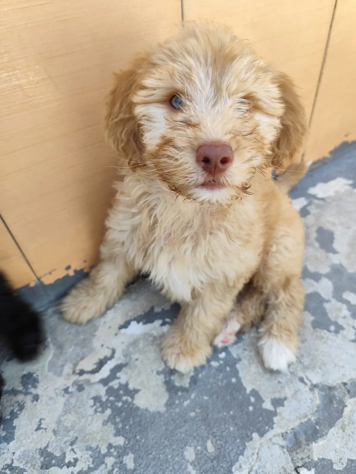 Molotof, female puppy mixed breed for adoption at Associação Projecto JAVA, -909 Atalaia