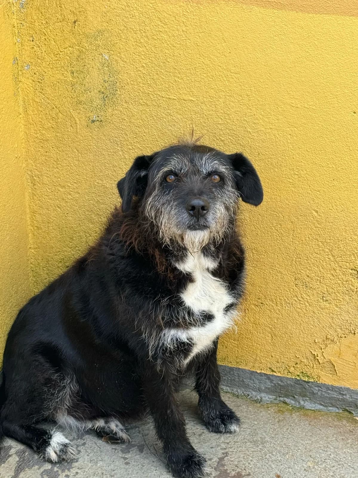 Pepper, female senior mixed breed for adoption at Associação Projecto JAVA, -909 Atalaia