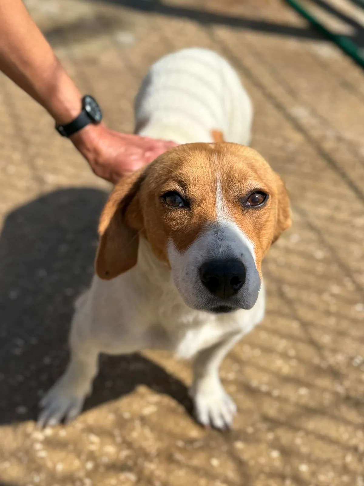 Rafa, male mixed breed for adoption at Associação Projecto JAVA, -909 Atalaia