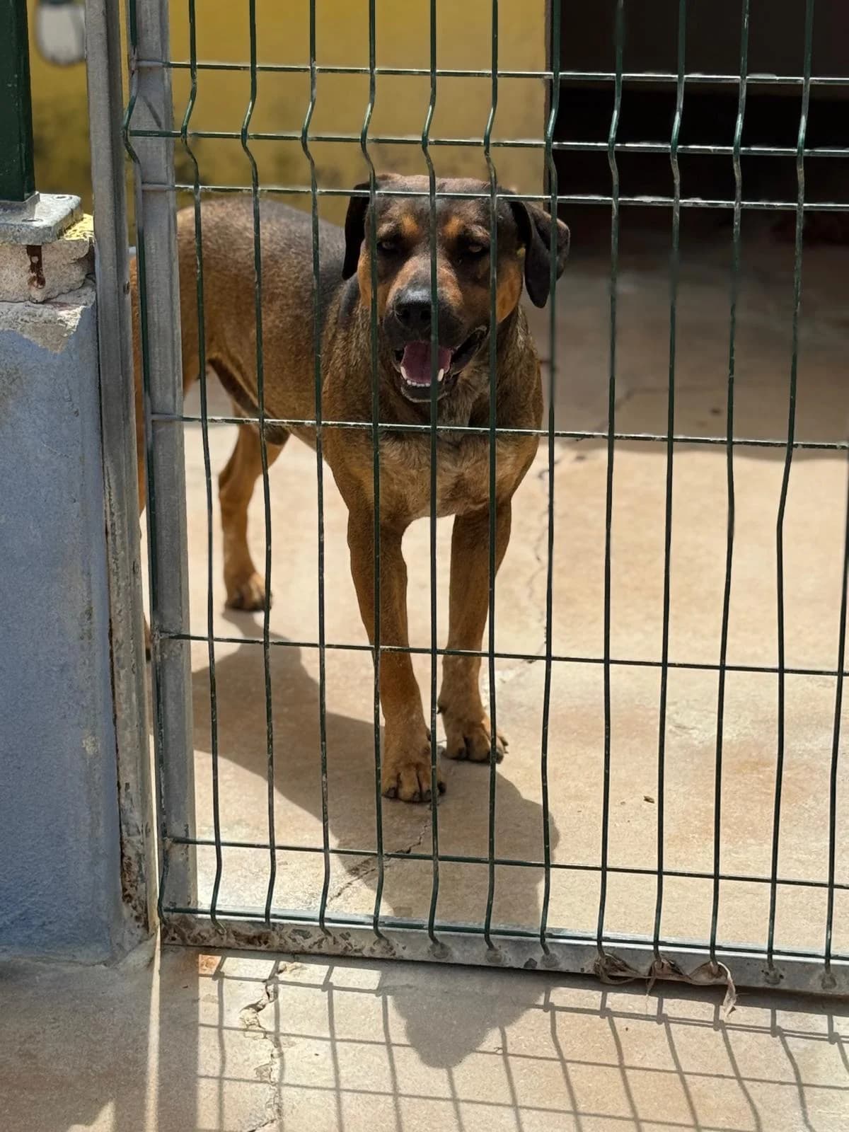 Ragnar, male young mixed breed for adoption at Associação Projecto JAVA, -909 Atalaia