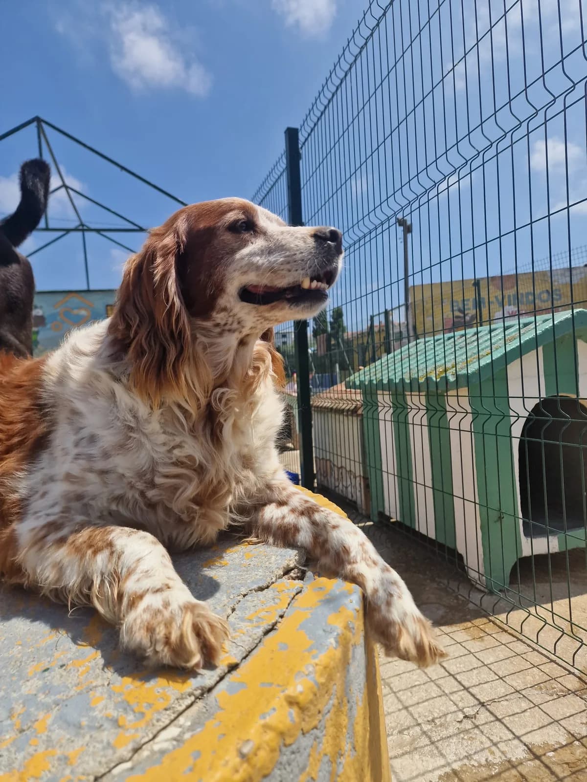 Cenourinha, male senior Brittany Spaniel for adoption at Associação Projecto JAVA, -909 Atalaia