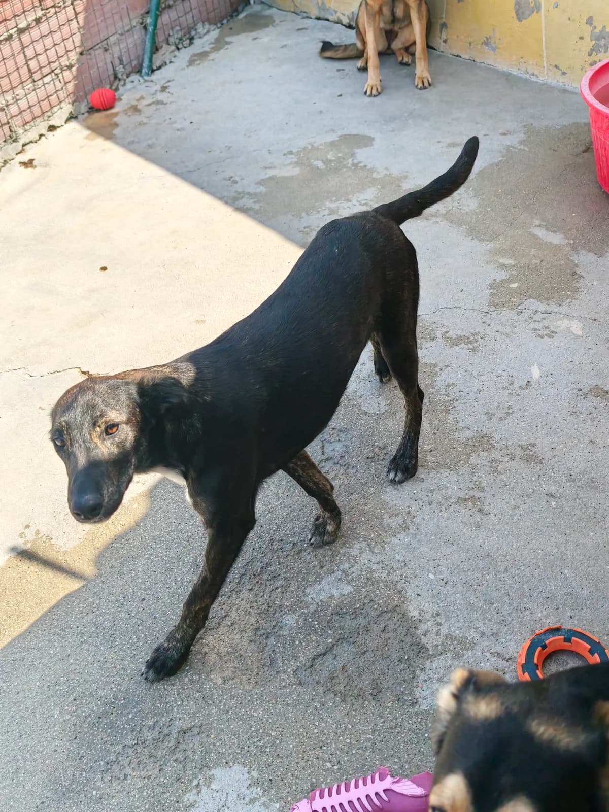 Tália, female young mixed breed for adoption at Associação Projecto JAVA, -909 Atalaia
