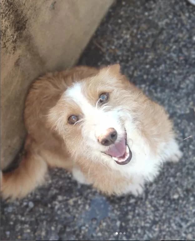 Maro, Mixed Breed for adoption at Quatro Patas e Focinhos