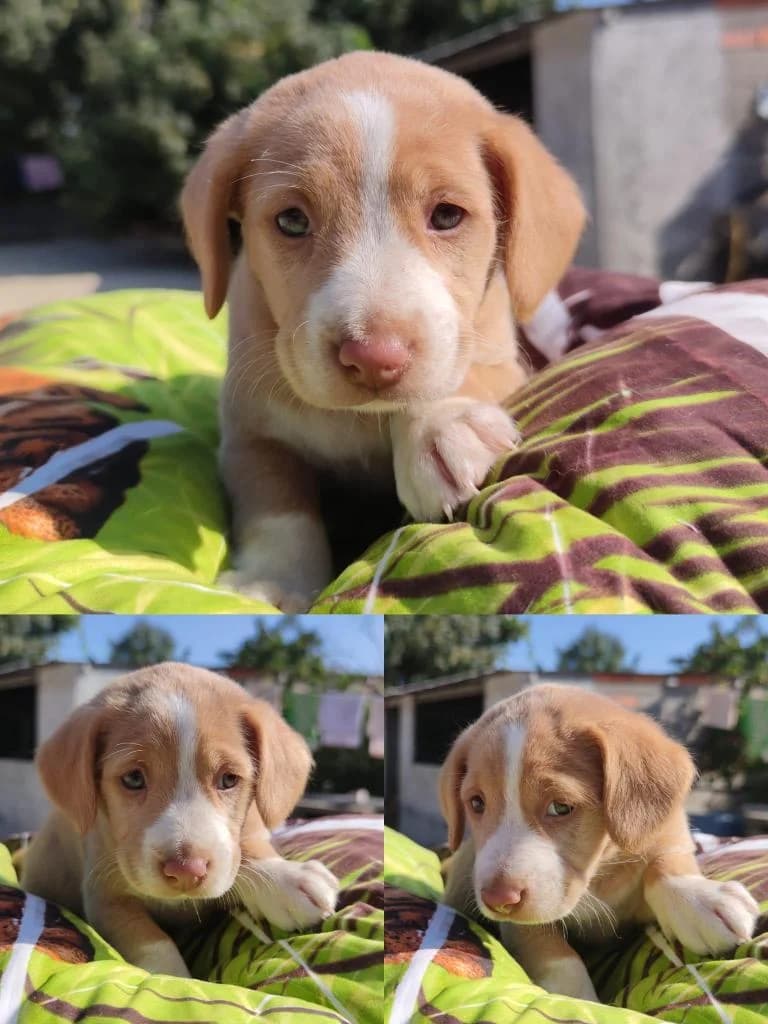 Molly, female Mixed Breed for adoption at Quatro Patas e Focinhos
