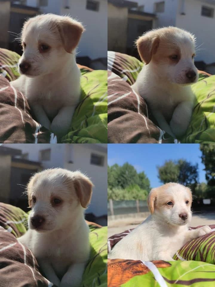 Sandy, female Mixed Breed for adoption at Quatro Patas e Focinhos