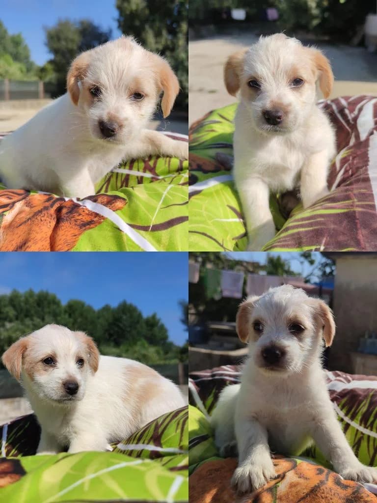Shiva, female Mixed Breed for adoption at Quatro Patas e Focinhos
