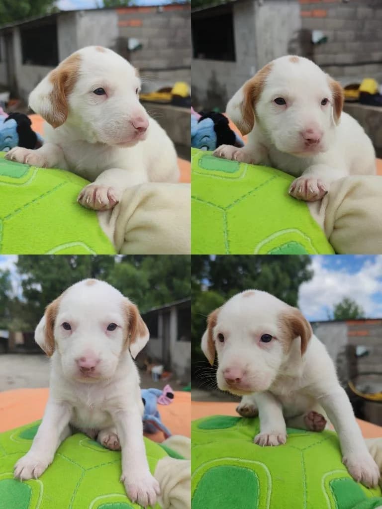 Bacu, male Mixed Breed for adoption at Quatro Patas e Focinhos