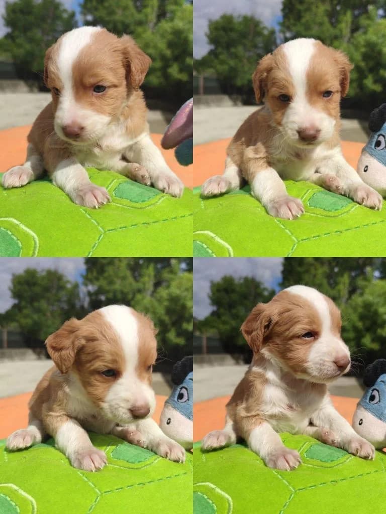 Berlim, male Mixed Breed for adoption at Quatro Patas e Focinhos