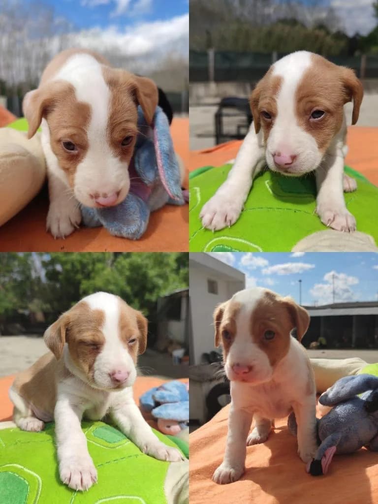 Atenas, female Mixed Breed for adoption at Quatro Patas e Focinhos