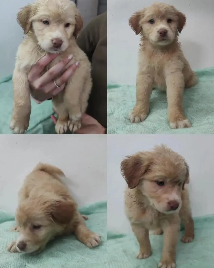 Maçã, male Mixed Breed for adoption at Quatro Patas e Focinhos