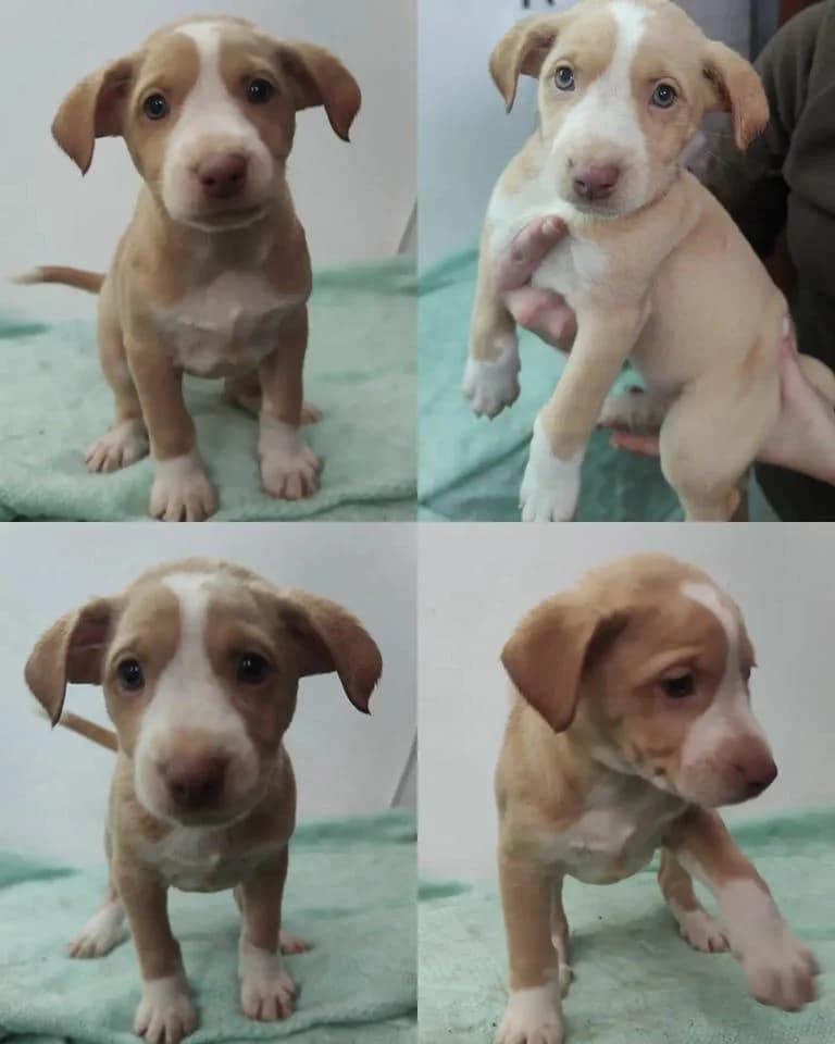 Morango, female Mixed Breed for adoption at Quatro Patas e Focinhos