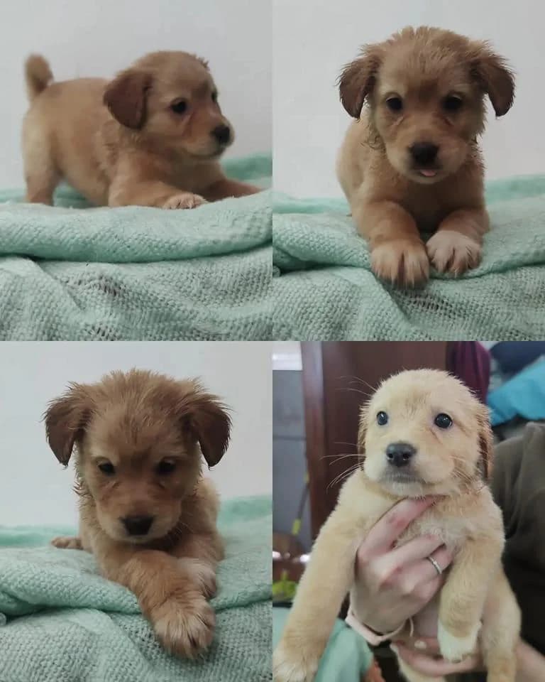 Pêra, female Mixed Breed for adoption at Quatro Patas e Focinhos