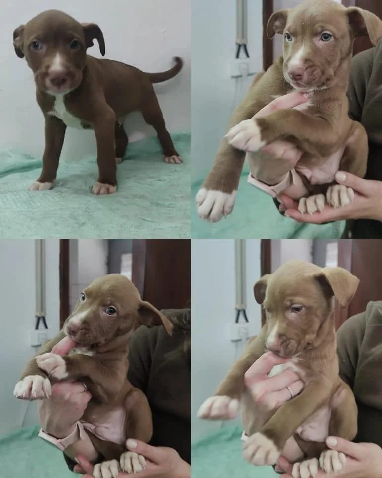 Kiwi, male Mixed Breed for adoption at Quatro Patas e Focinhos