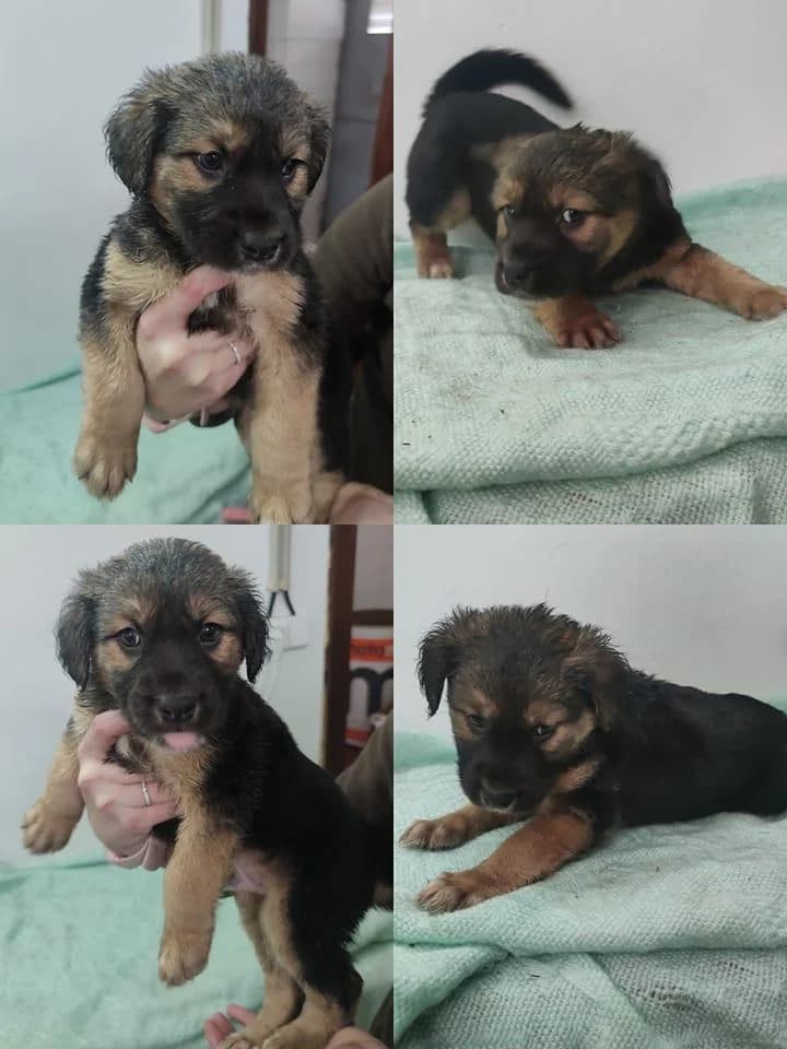 Ananás, male Mixed Breed for adoption at Quatro Patas e Focinhos